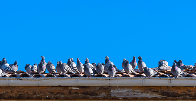 pigeons on a commercial facility in Topeka KS