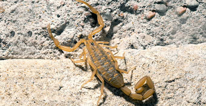 bark scorpion looking for a way into topeka home