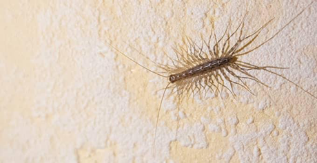 House centipede inside a home