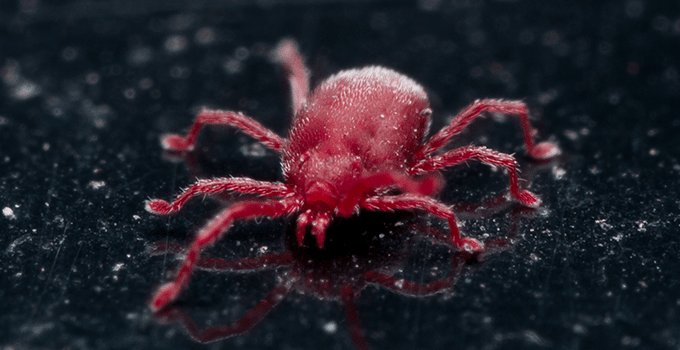 chigger on black marble kitchen counter