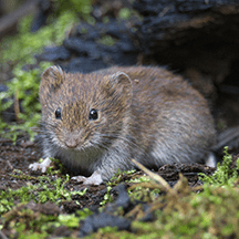 Voles