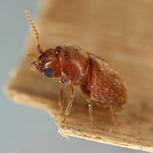 Cigarette Beetles