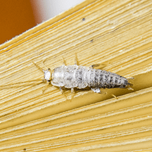 Silverfish