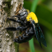 Carpenter Bees