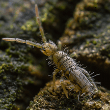 Springtails