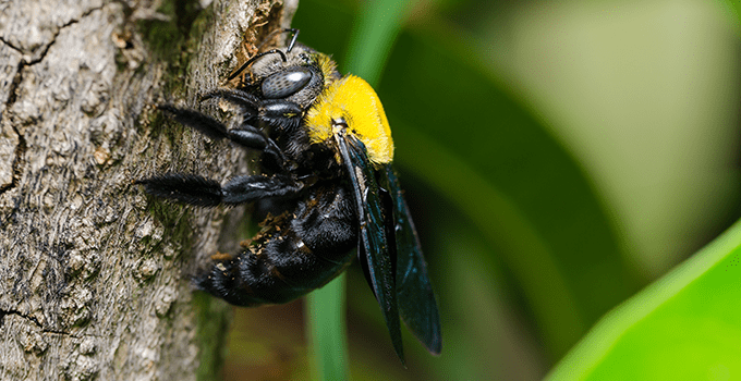 carpenter bee on a tree trunk