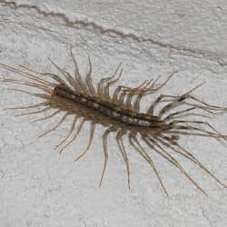 house centipede larva