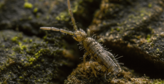 springtail crawling on rock