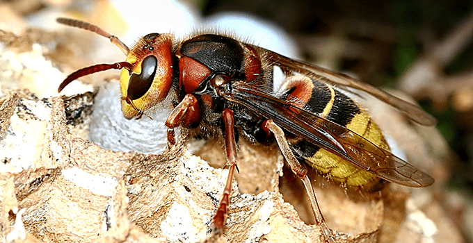 european hornet outside topeka home