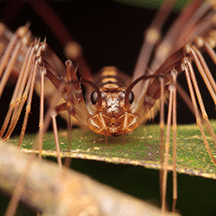 House Centipedes