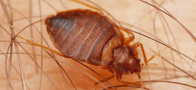 bed bug on a person stomach