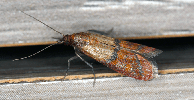 adult indian meal moth
