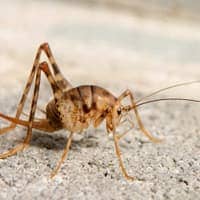 giant cave cricket