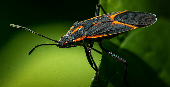 box elder bug outside kansas home on a leaf
