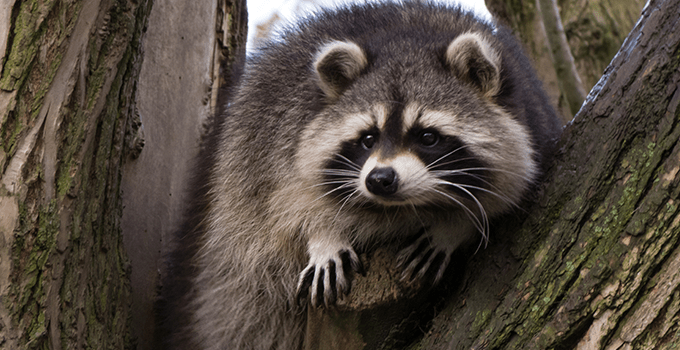 raccoon in a tree