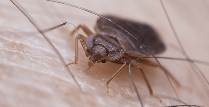 bed bug on a topeka home owner sucking blood