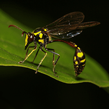 Mud Dauber