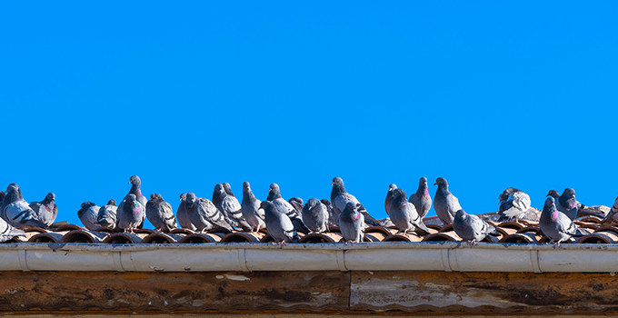 Home remedies to keep birds away