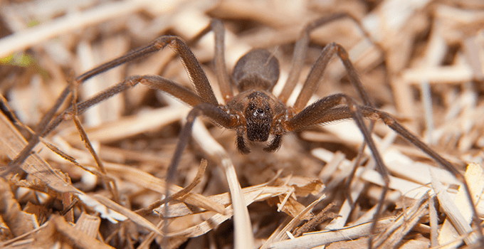 Blog Protecting Arizona Homes From Brown Recluse Spiders