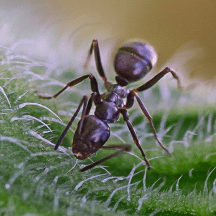 Odorous House Ants