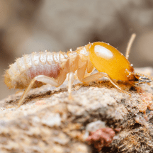 Termites