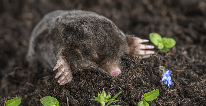Blog How To Tell A Mole From A Vole,Marscapone