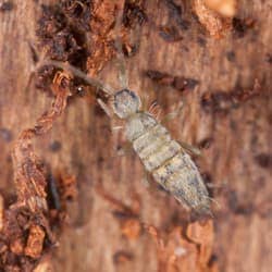 How to Get Rid of Springtail Bugs in MA, CT, RI, ME, NH, VT