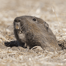 Pocket Gophers