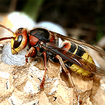 European Hornet