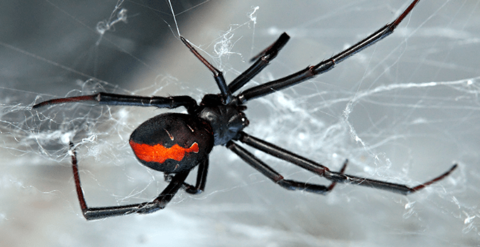 What To Do If You See A Black Widow Spider Schendel Blog
