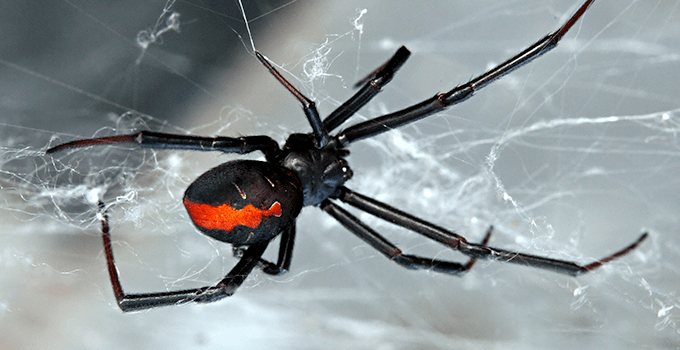 black widow spider web identification