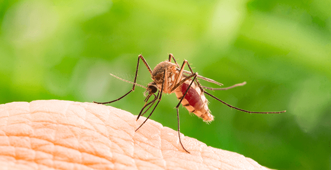 mosquito biting