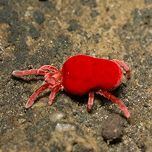 Clover Mites