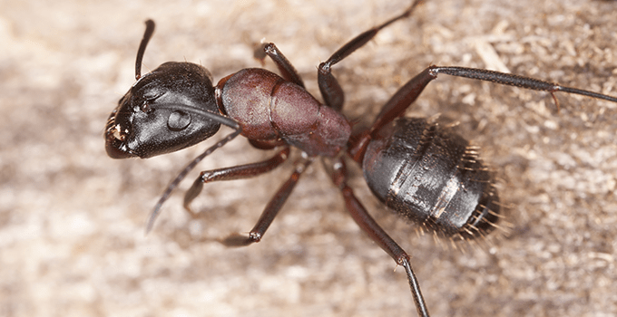 carpenter ant on a rock outside topeka home