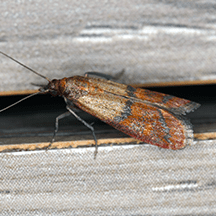 Indian Meal Moths