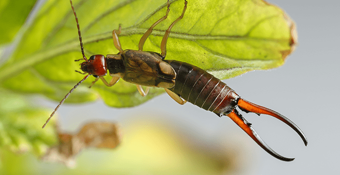 earwig crawling on a leaf