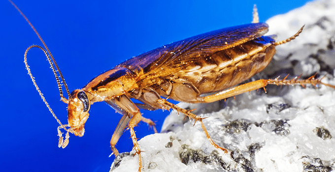cockroach in kansas kitchen