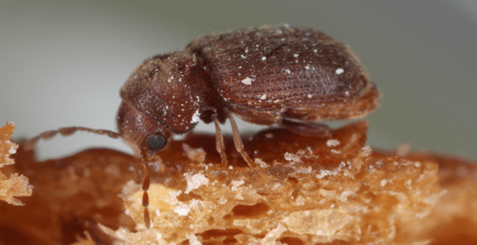 drugstore beetle on slice of bread