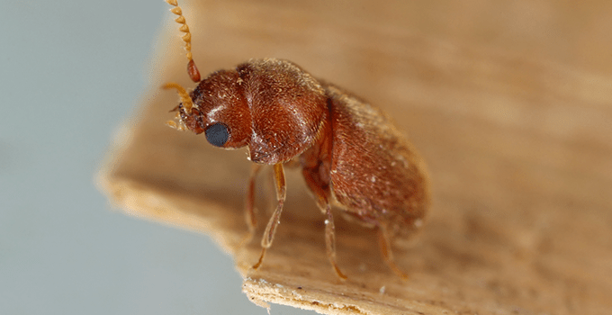 cigarette beetle on a cracker in kansas city kitchen