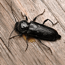 Wood Destroying Beetle