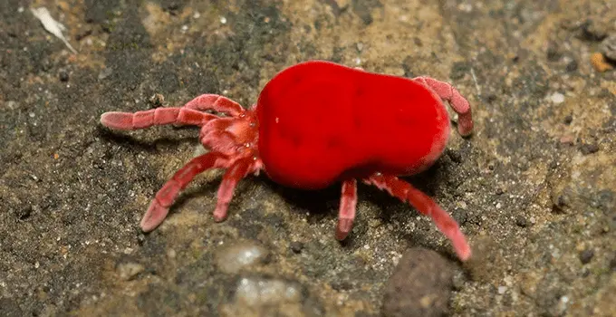 Red clover mite on a rocky surface