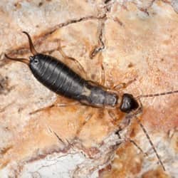 Do Earwigs Eat Wood 