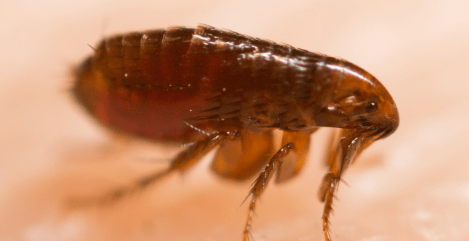 flea under a micropscope