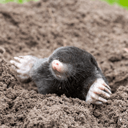 Moles