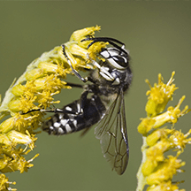 Baldfaced Hornets