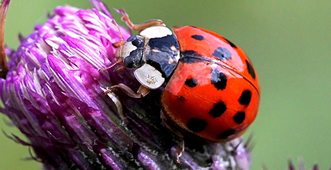 asian lady beetle outside topeka home