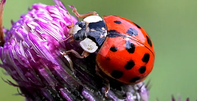Asian lady beetle on a purple flower
