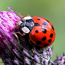 Asian Lady Beetles