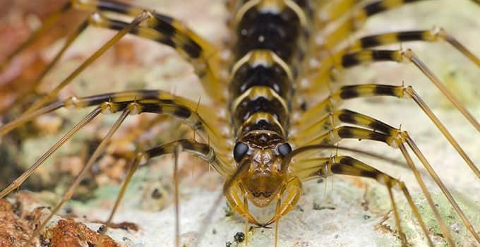 House Centipede.