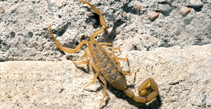 Bark scorpion on a rocky terrain